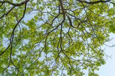 Mavi gökyüzünde yeşil yaprakların dalları