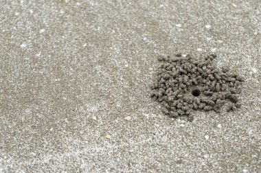 Kumsalda yengeç delikleri. Doğal deniz.