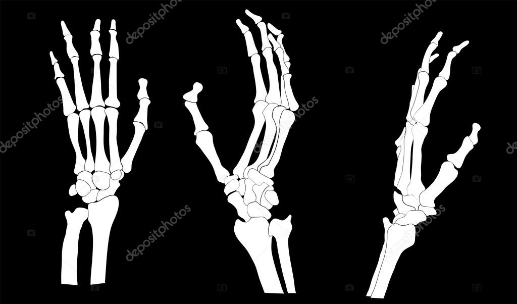 Skeleton Hands Stock Vector Image By C Dyha1965