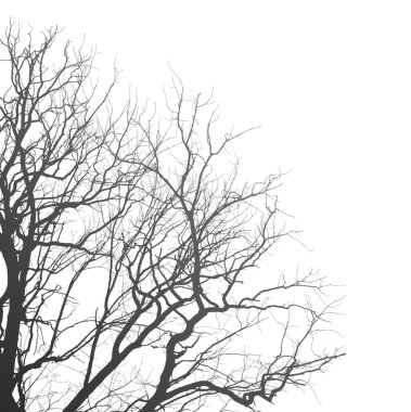 autumn branches01