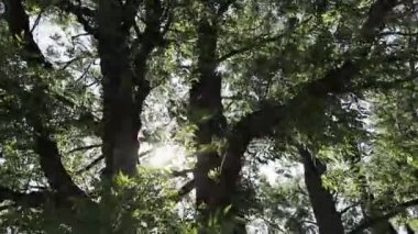 Soyut arka plan yaz konsepti. Güneş ağaçların arasından geçiyor. Seyahat Tatili Doğa Konsepti. Ormanda muhteşem bir gün doğumu, ışınlar ağaçların dallarından geçer.