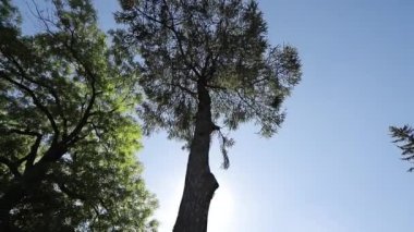 Güneş ağaçların arasından geçiyor. Seyahat Tatili Doğa Konsepti. Soyut arka plan yaz konsepti. Ormanda muhteşem bir gün doğumu, ışınlar ağaçların dallarından geçer.