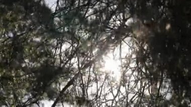 Güneş ağaçların arasından geçiyor. Seyahat Tatili Doğa Konsepti. Ormanda muhteşem bir gün doğumu. Işınlar ağaçların dallarından geçer. Soyut arkaplan yaz kavramı