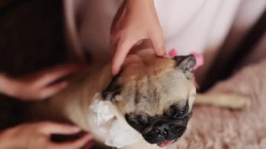 İnsanlar yatakta tembel, sevimli köpeğine el masajı yapıyor. Rahat ol. Komik elastik deri, kıvrımlar ve kırışıklıklar. Okşama, okşama. Sahibi hayvanları sever..