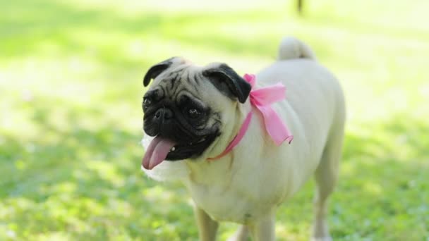 Funny pug dog looking pitifully. Looking surprised, tilt head. Pet health safety and care concept outside. Funny pug dog birthday party — Stock Video