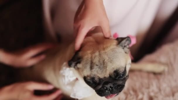 People hand making massage to his lazy cute pug dog on bed. Relax. Funny elastic skin, folds and wrinkles. Stroking, petting. Owner loves the pet. — Stock Video