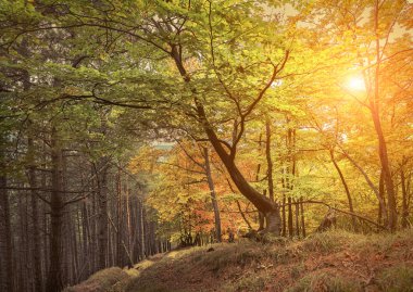 Güzel sonbahar ormanı