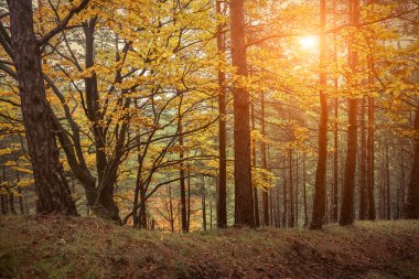 Güzel sonbahar ormanı