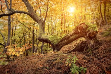Güzel sonbahar ormanı