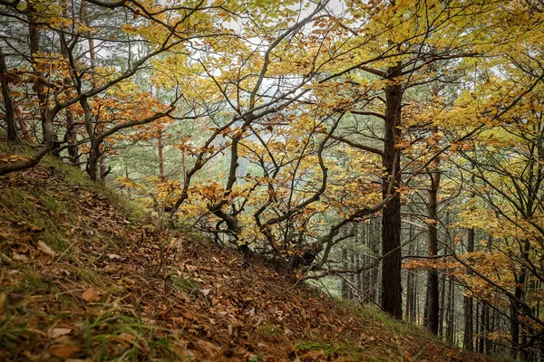 Beautiful autumn forest — Stock Photo, Image