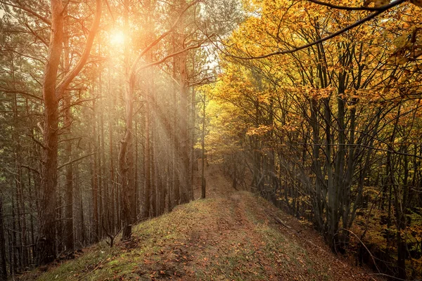 Bela floresta de outono Fotos De Bancos De Imagens