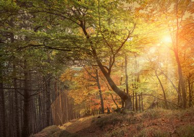 Güzel sonbahar ormanı