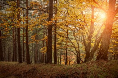 Güzel sonbahar ormanı
