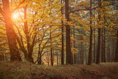 Güzel sonbahar ormanı