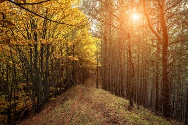 Güzel sonbahar ormanı