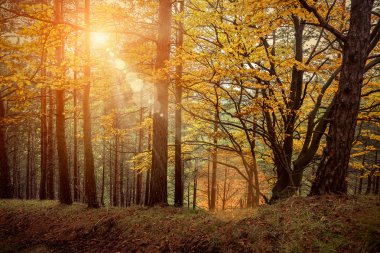 Güzel sonbahar ormanı