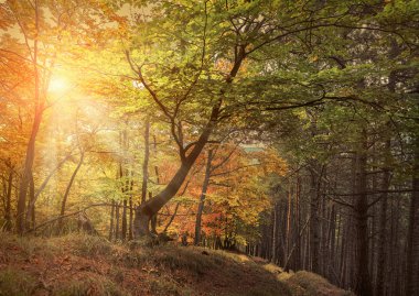 Güzel sonbahar ormanı