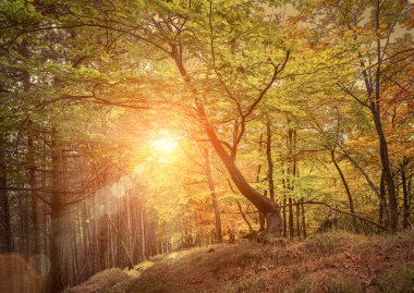 Güzel sonbahar ormanı