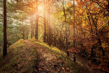 Güzel sonbahar ormanı