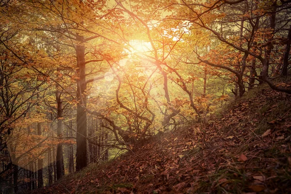 Bela floresta de outono — Fotografia de Stock