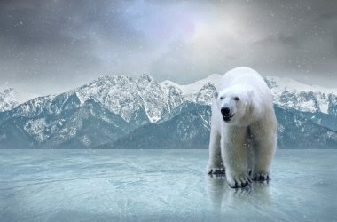 polar bear on the ice clipart
