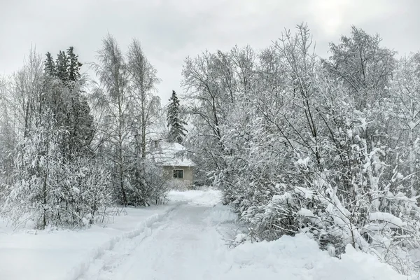Om villa i snö på forest — Stockfoto