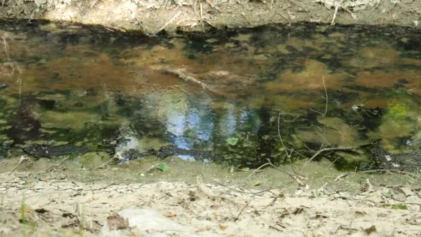 Vista Fluxo Lento Cima Dia Primavera Nublado — Vídeo de Stock