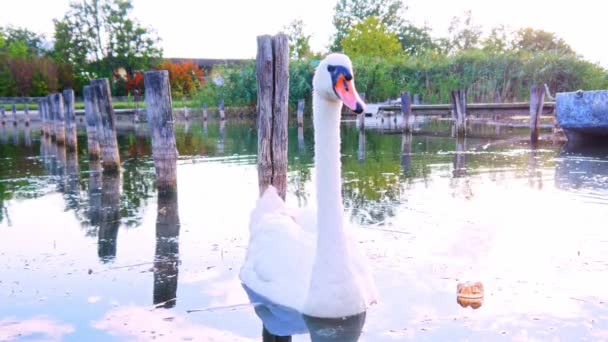 Вид на лебеді, що плавають на озері Веленс в Угорщині.. — стокове відео