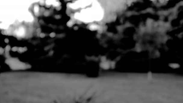 Czarno Biała Scena Dymu Papierosa Elektronicznego Podwórku Drzewami Tle — Wideo stockowe