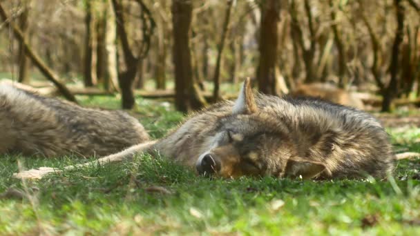 Красивий європейський сірий вовк відпочиває і спить на траві в сонячний день — стокове відео