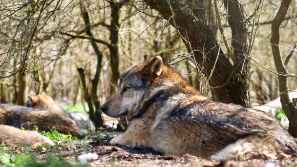 A beautiful european grey wolf resting and sleeping on the grass on a sunny day — Stock Video