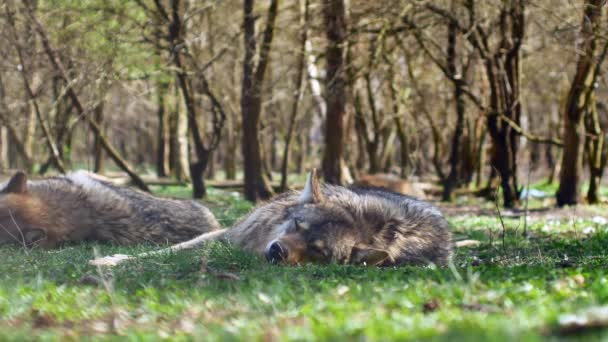 Um lindo lobo cinzento europeu descansando e dormindo na grama em um dia ensolarado — Vídeo de Stock