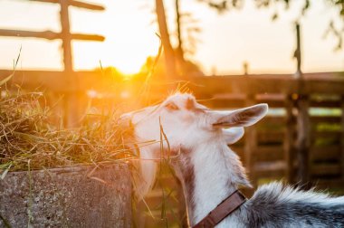 Keçiler yaz günü gün batımında saman yerler.