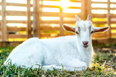 Bir yaz günü gün batımında tatlı bir keçi yerde yatar..