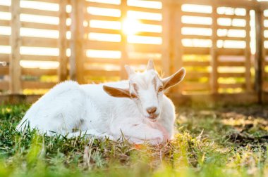 Bir yaz günü gün batımında tatlı bir keçi yerde yatar..