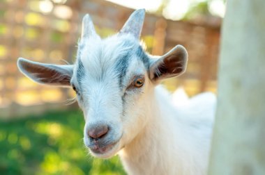 Güneşli bir yaz gününde sevimli bir keçinin portresi.