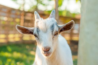 Güneşli bir yaz gününde sevimli bir keçinin portresi.