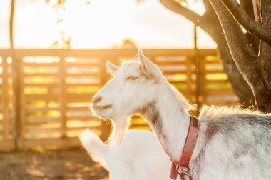 Bir yaz günü, gün batımında arka bahçede keçilere bakın..
