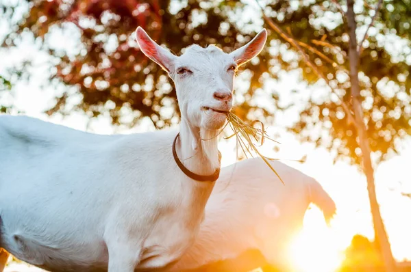 Les Chèvres Mangent Foin Jour Été Pendant Coucher Soleil — Photo