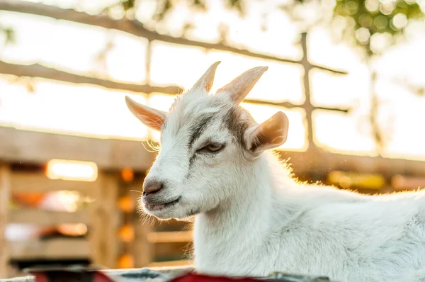 Portrait of a cute goat on a sunny summer day.