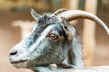 Büyük boynuzlu bir keçinin portresi.