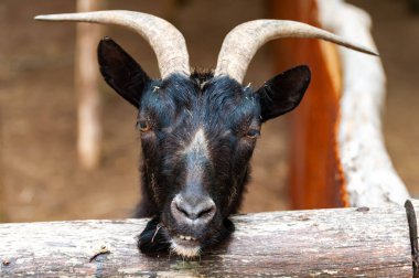 Büyük boynuzlu bir keçinin portresi.