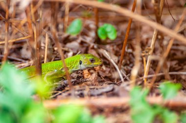 Güzel yeşil bir kertenkele dinleniyor ve uzun otların arasında saklanıyor ve güneşleniyor..
