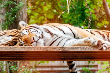 Güneş ışığında uyuyan ve dinlenen güzel bir kaplanın portresi..