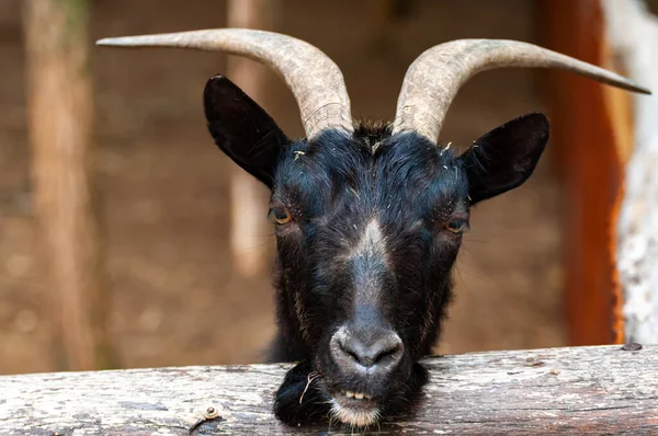 Retrato Una Cabra Cuernos Grandes — Foto de Stock