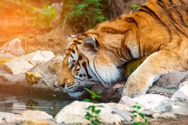 Гарний Тигр Питна Вода Озера — стокове фото