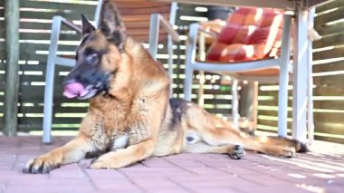 Sıcak bir bahar gününde beton bir yüzeyde dinlenen güzel bir Alman çoban köpeği..