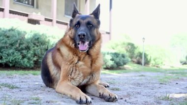 A beautiful german shepherd dog resting on the grass during a warm spring day.
