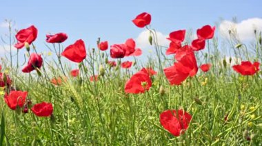 Buğday ve gelincik çiçeği Bir yaz günü rüzgarda.