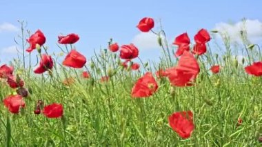 Buğday ve gelincik çiçeği Bir yaz günü rüzgarda.